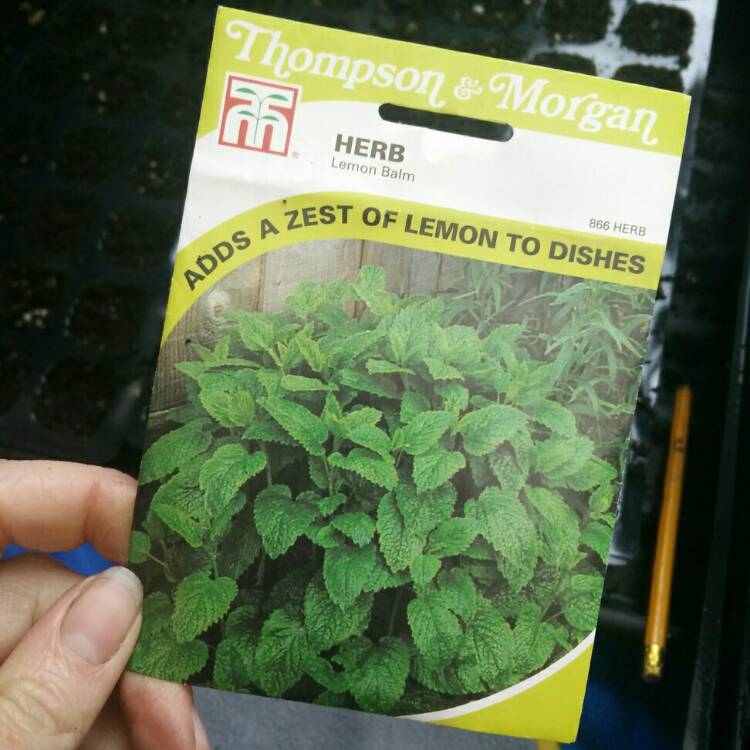 plant image 652148