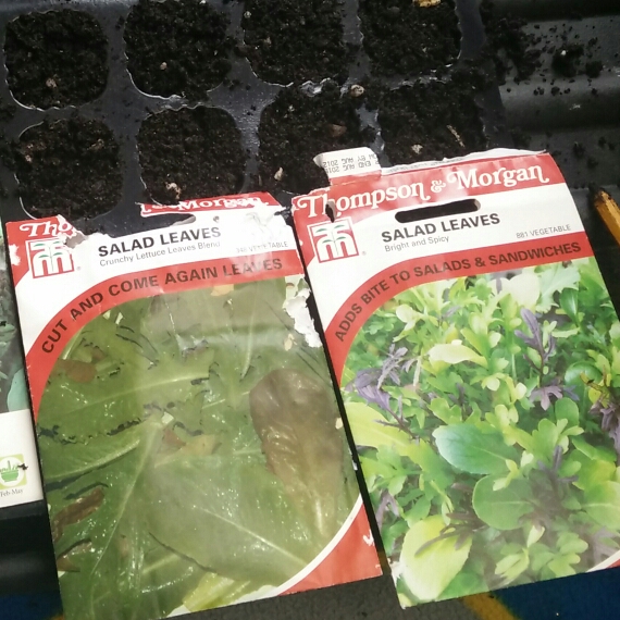 plant image 652162