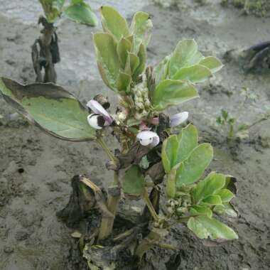 Vicia Faba 'Bunyard's Exhibition'