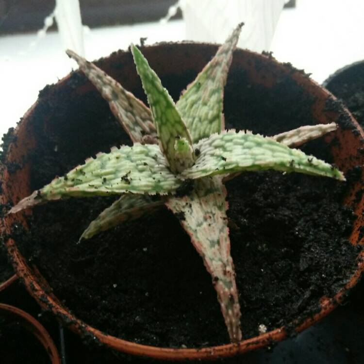 plant image 655053