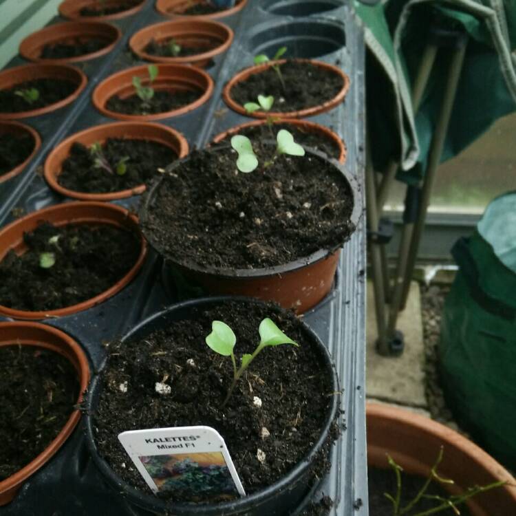 plant image 655062 plant image 655062