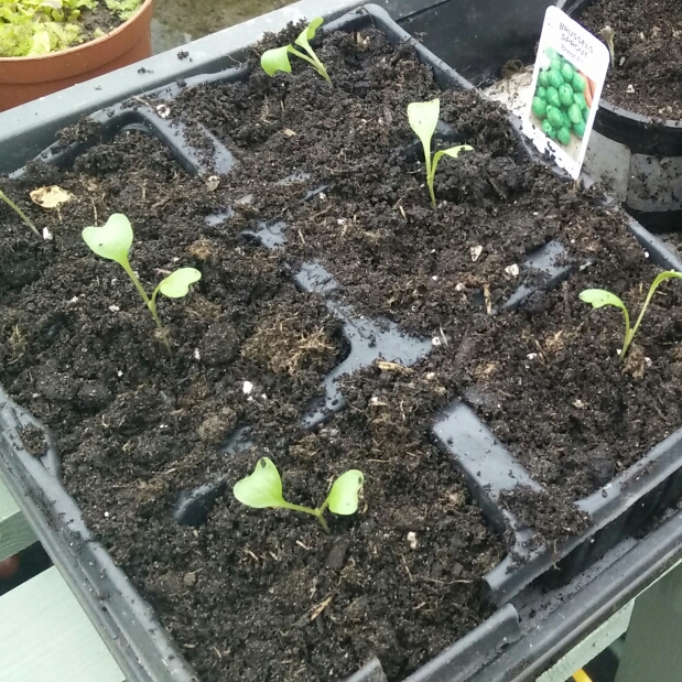 plant image 655067