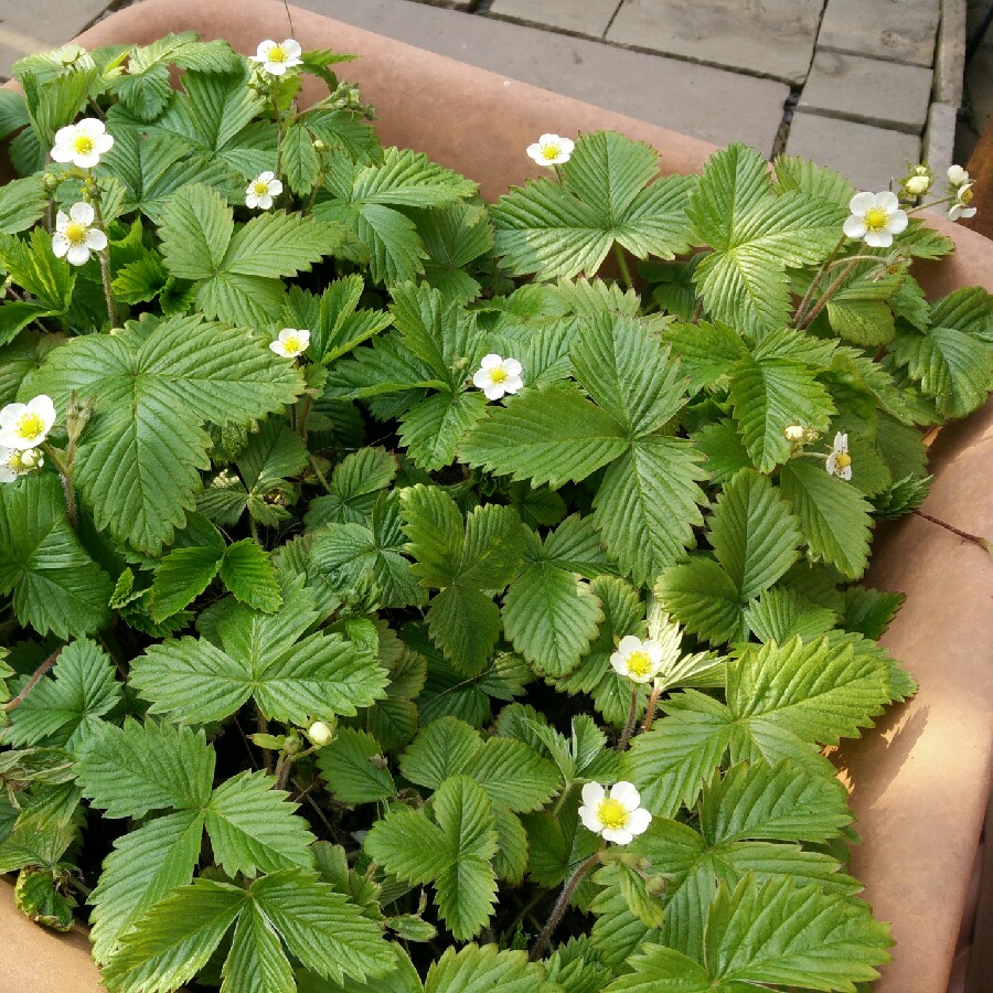 plant image 65604