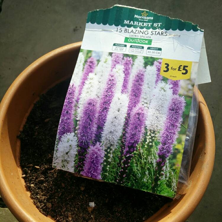 plant image 664082