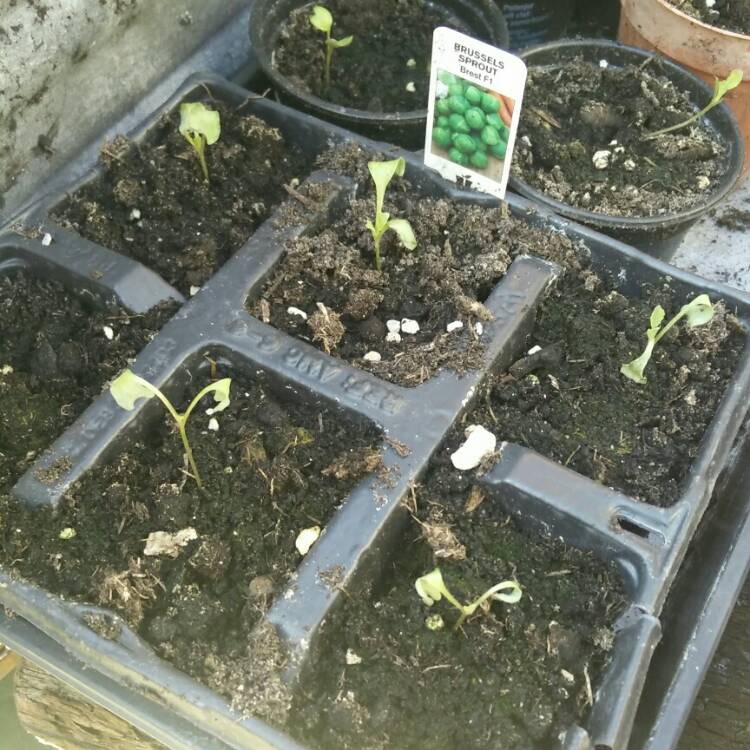 plant image 668490