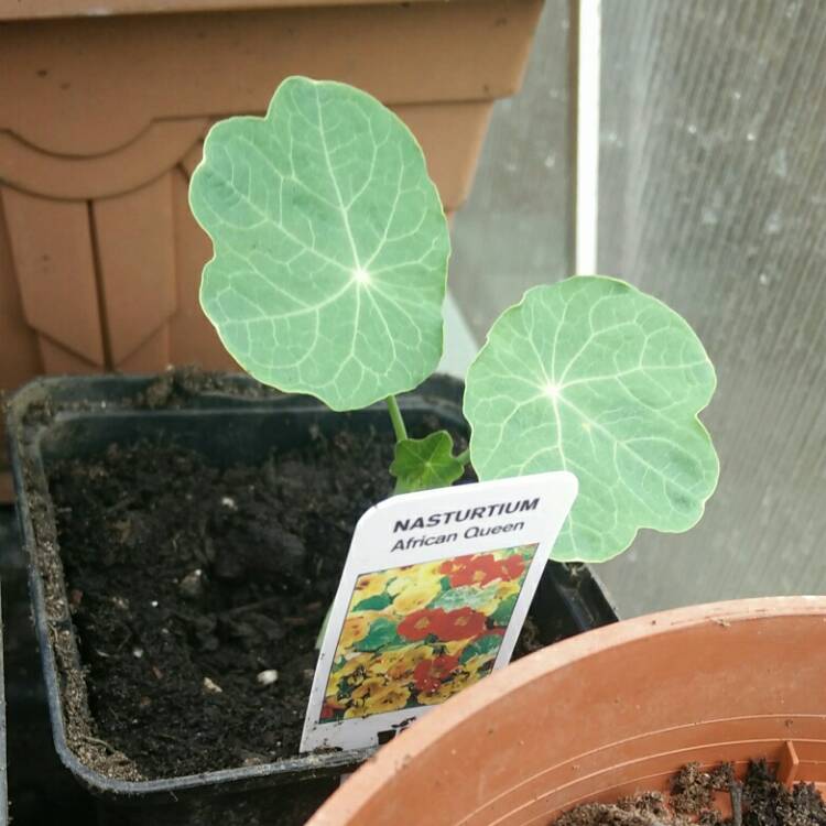 plant image 672413 plant image 672413