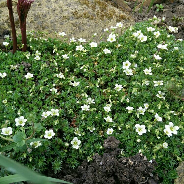 plant image 673414 plant image 673414