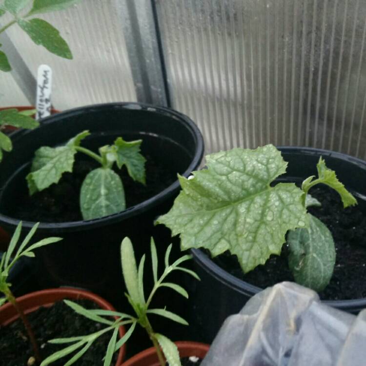 plant image 674807 plant image 674807