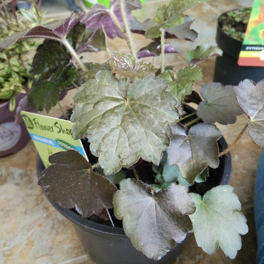 plant image 67876 plant image 67876