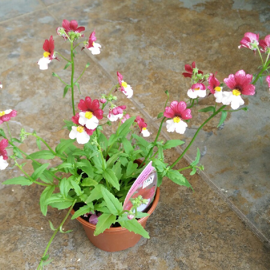 plant image 67916 plant image 67916