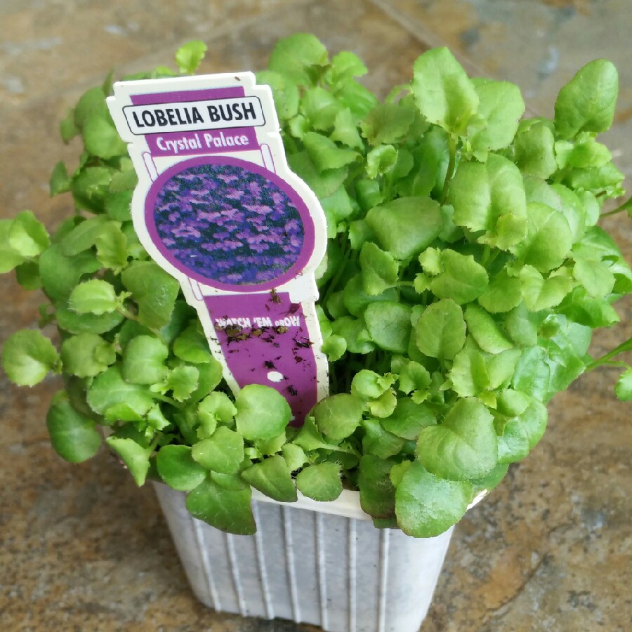 plant image 67931 plant image 67931