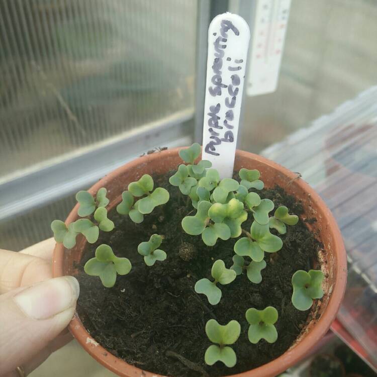 plant image 679354 plant image 679354