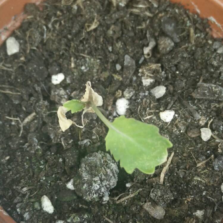 plant image 679356 plant image 679356