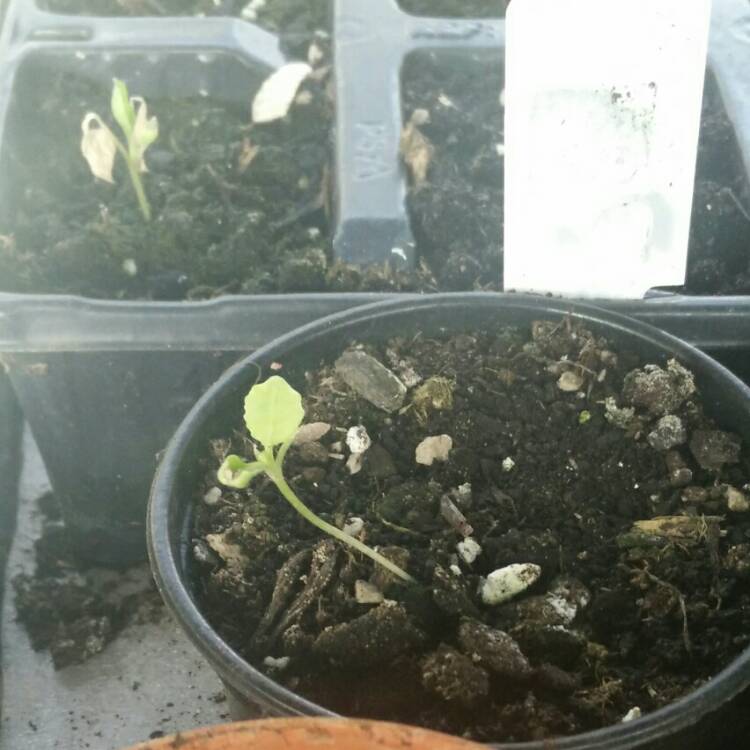 plant image 679360
