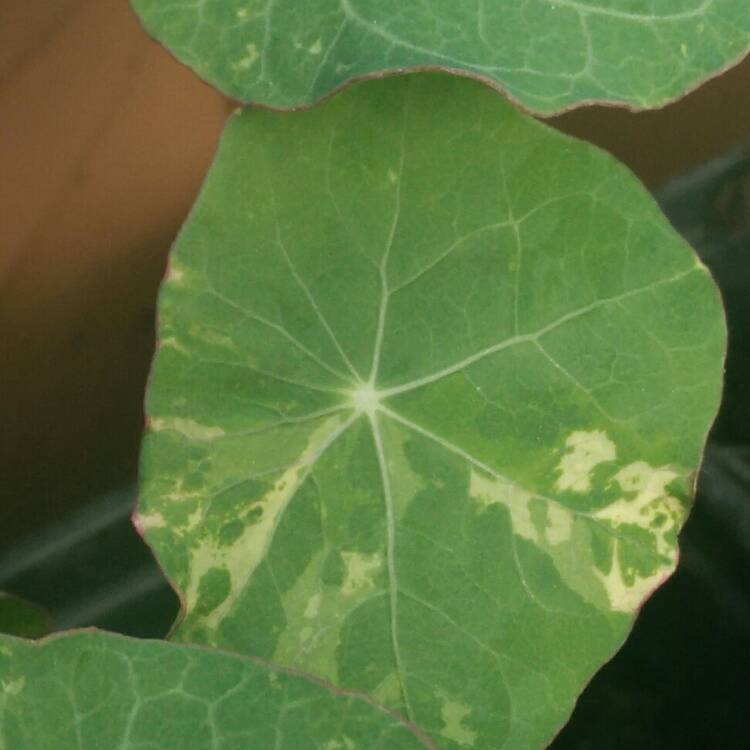 plant image 679366 plant image 679366