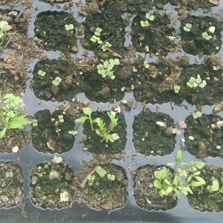 plant image 679372