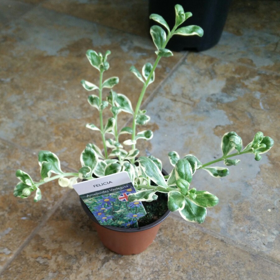 plant image 67938