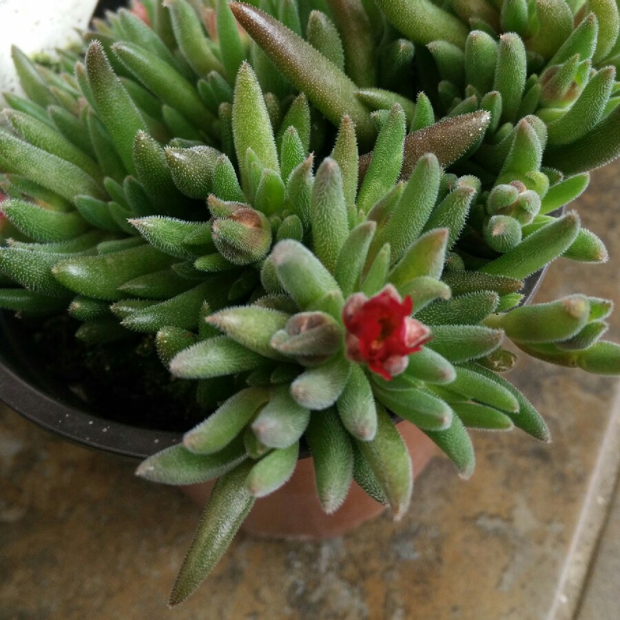plant image 67947
