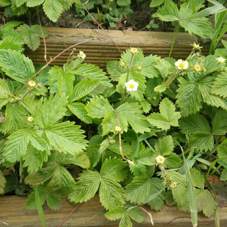 plant image 682659