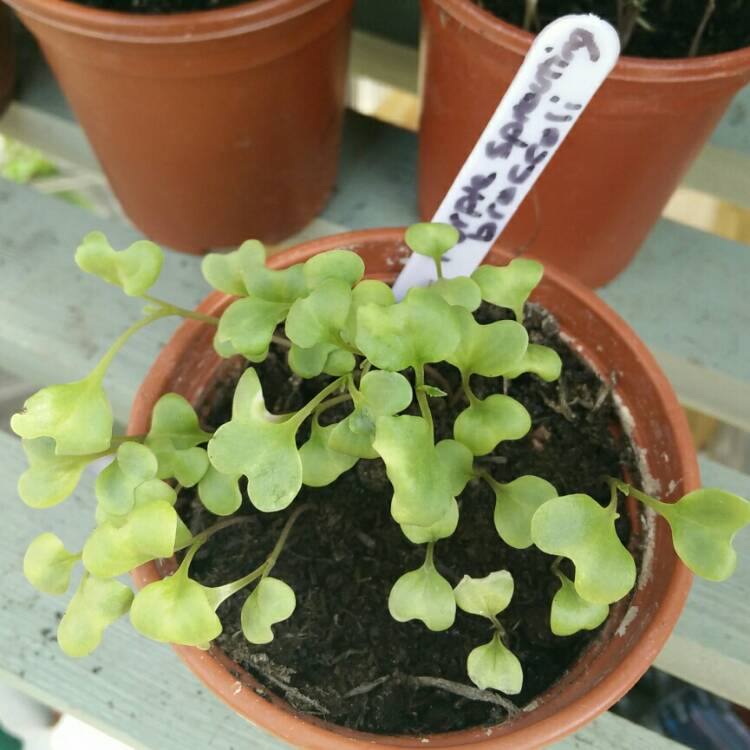 plant image 689015 plant image 689015