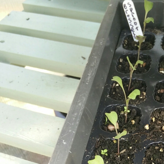 plant image 689024