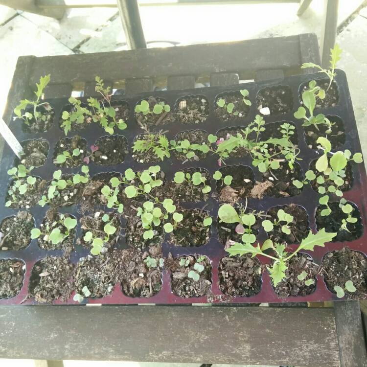 plant image 689038