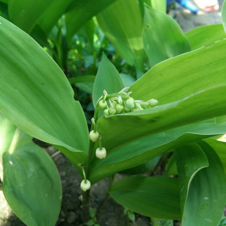 plant image 689047 plant image 689047