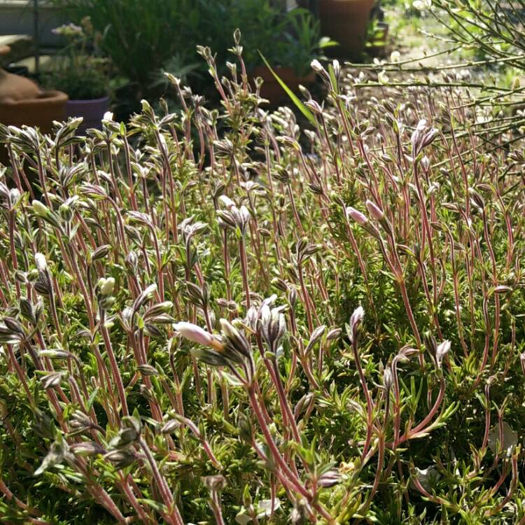 plant image 689207