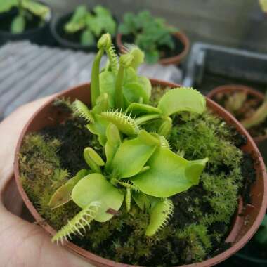 Dionaea muscipula