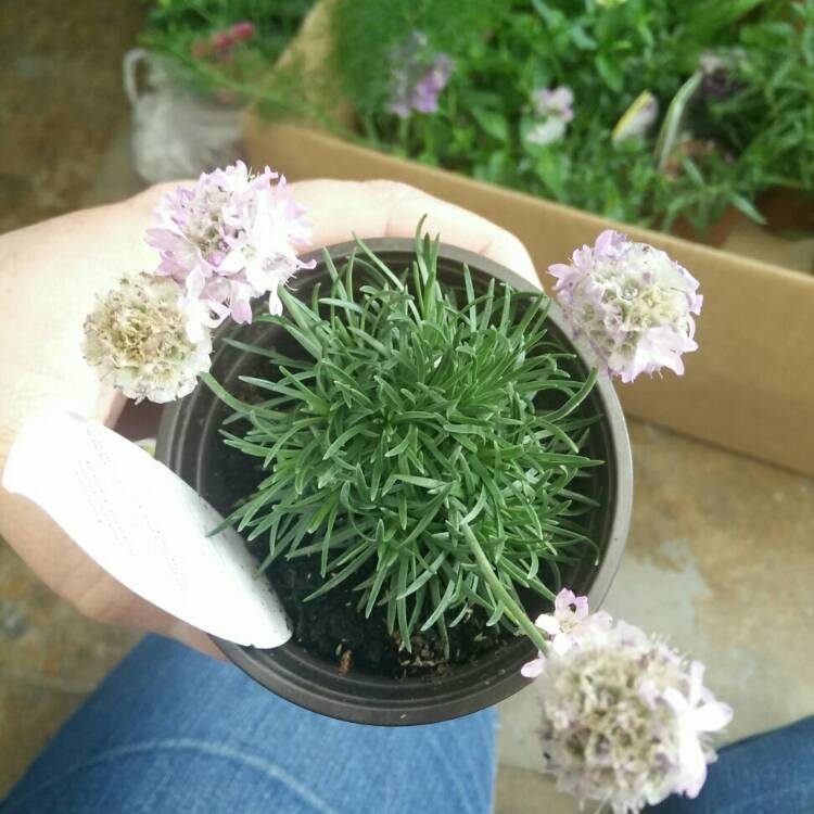 plant image 691712