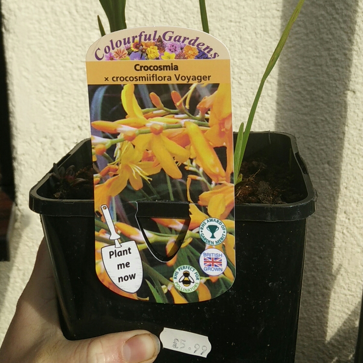 plant image 691737