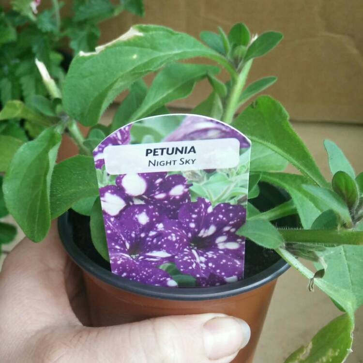 plant image 691739 plant image 691739