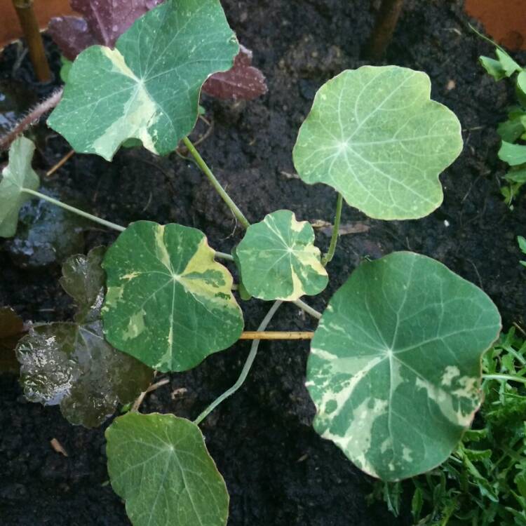 plant image 692097 plant image 692097