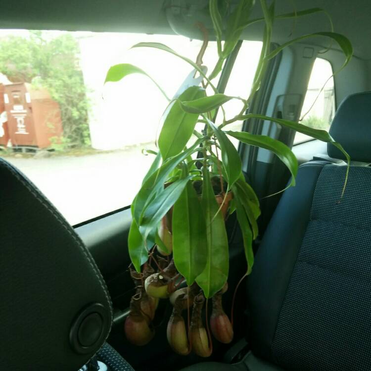 plant image 692113 plant image 692113