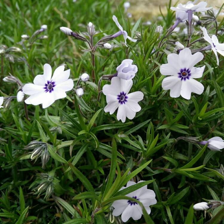 plant image 693094