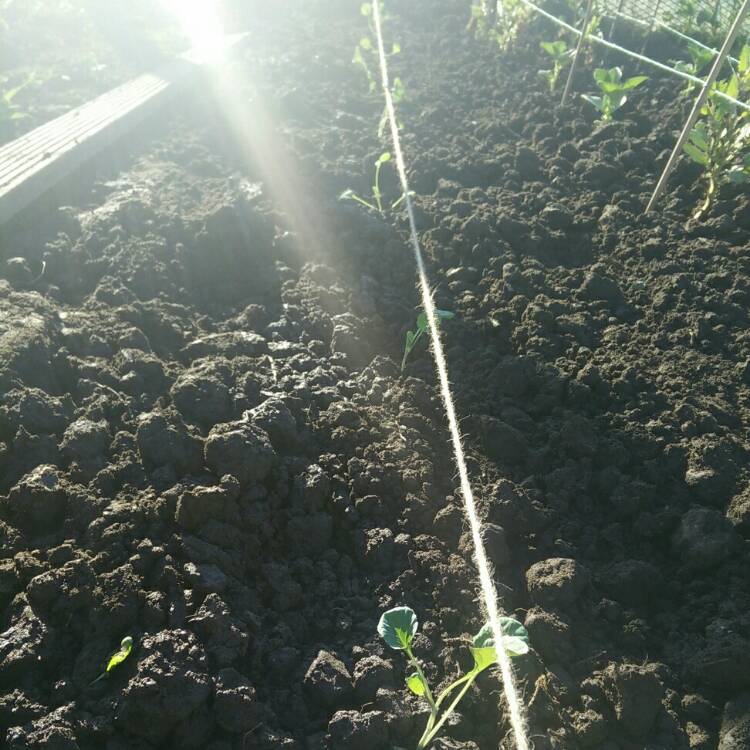 plant image 696209