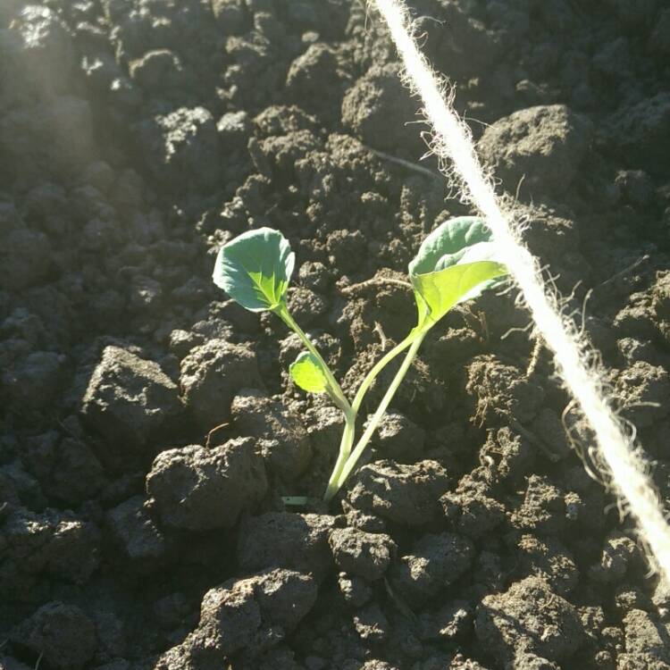 plant image 696215