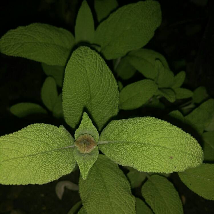 plant image 697825 plant image 697825
