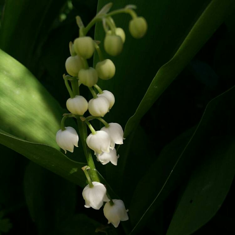 plant image 698256 plant image 698256