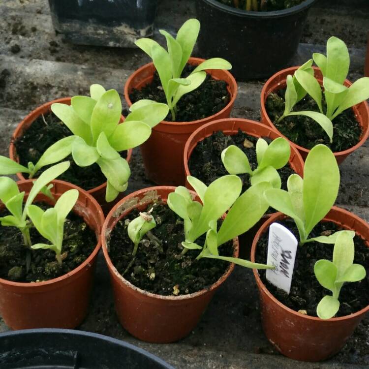 plant image 700433