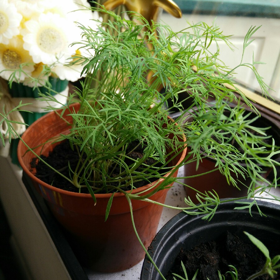 Anethum graveolens
