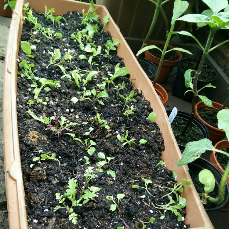 plant image 701338