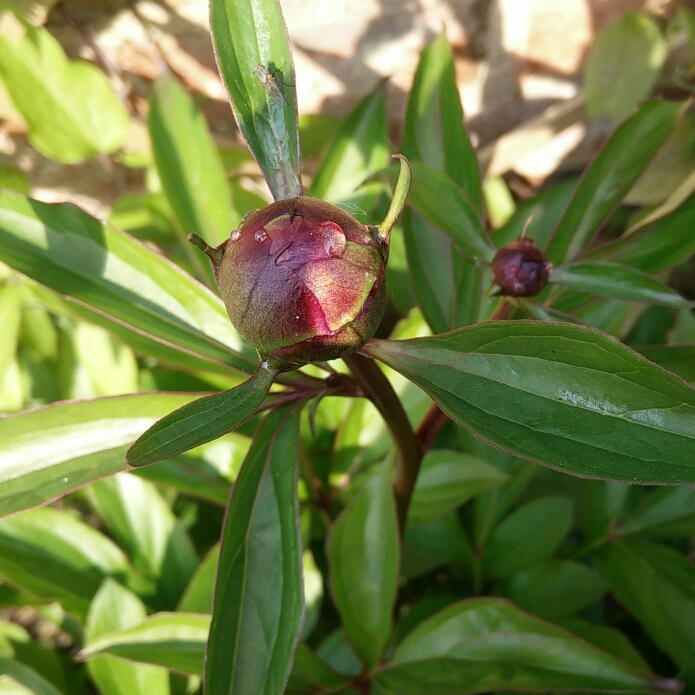 plant image 705620