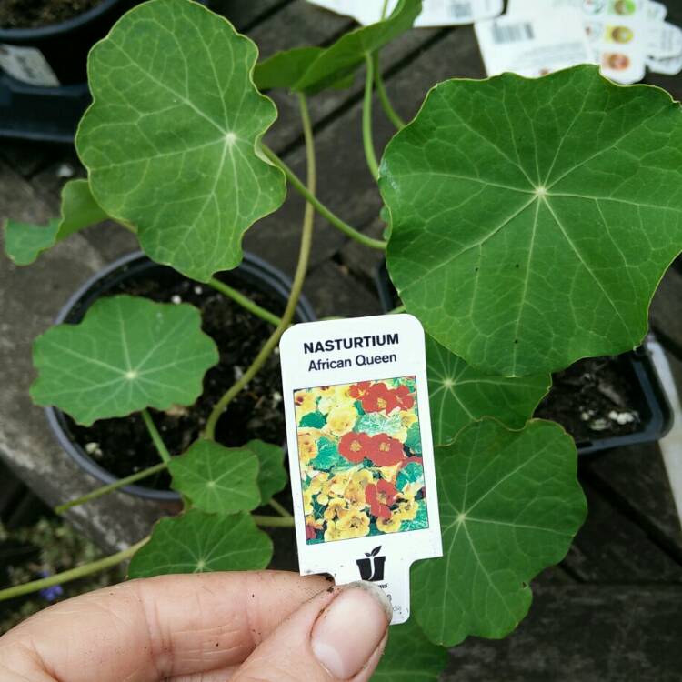 plant image 711374 plant image 711374