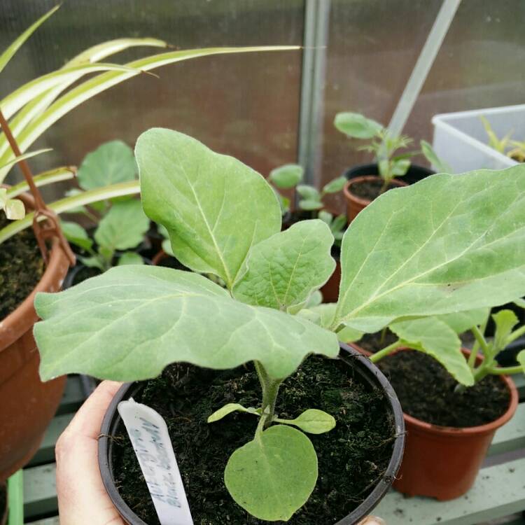 plant image 711378 plant image 711378