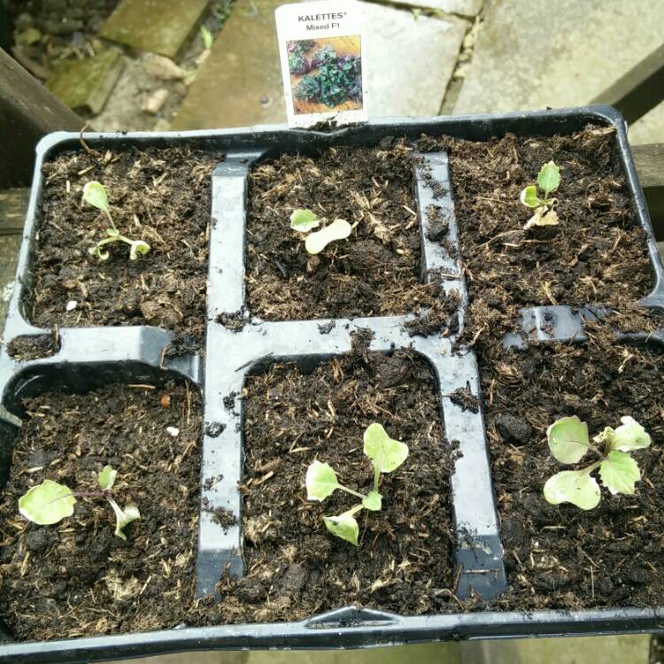 plant image 712525 plant image 712525