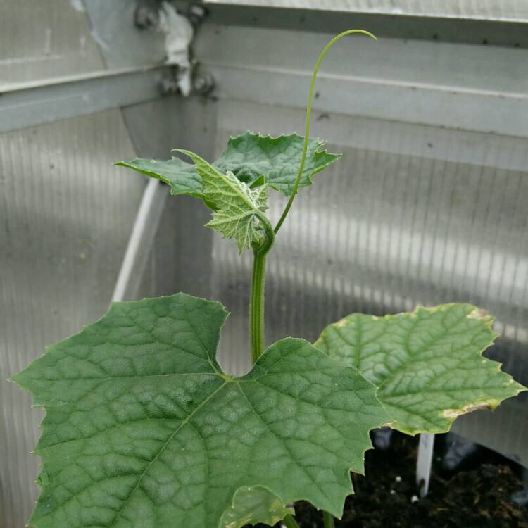 plant image 717634 plant image 717634