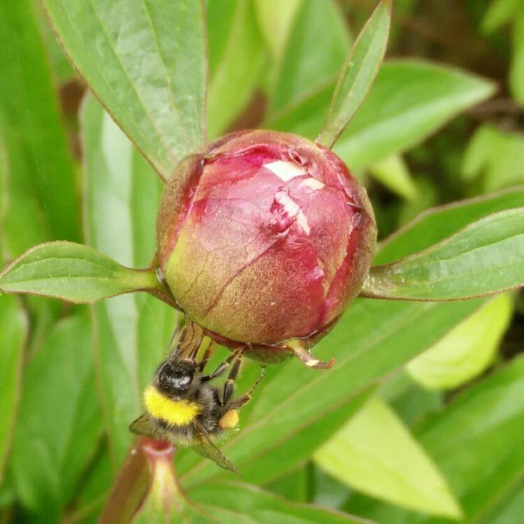 plant image 718274