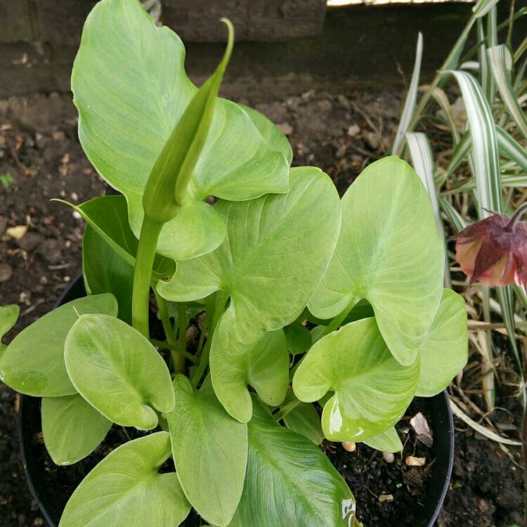 plant image 718760