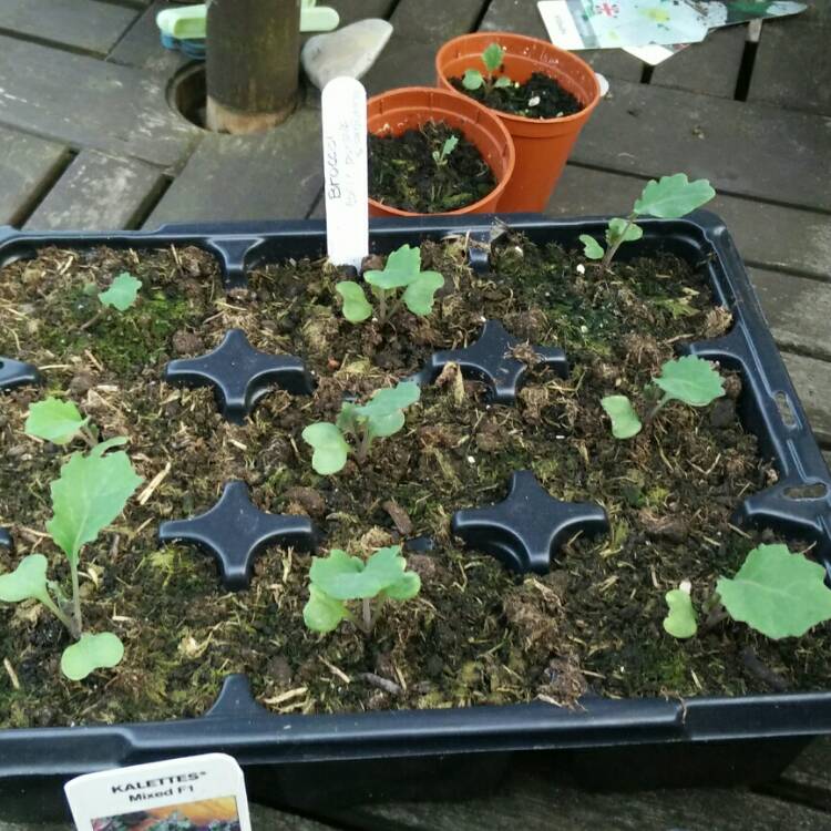 plant image 723535 plant image 723535